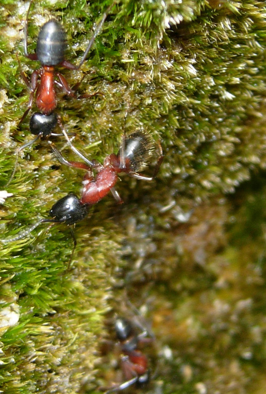 Camponotus cfr. ligniperda